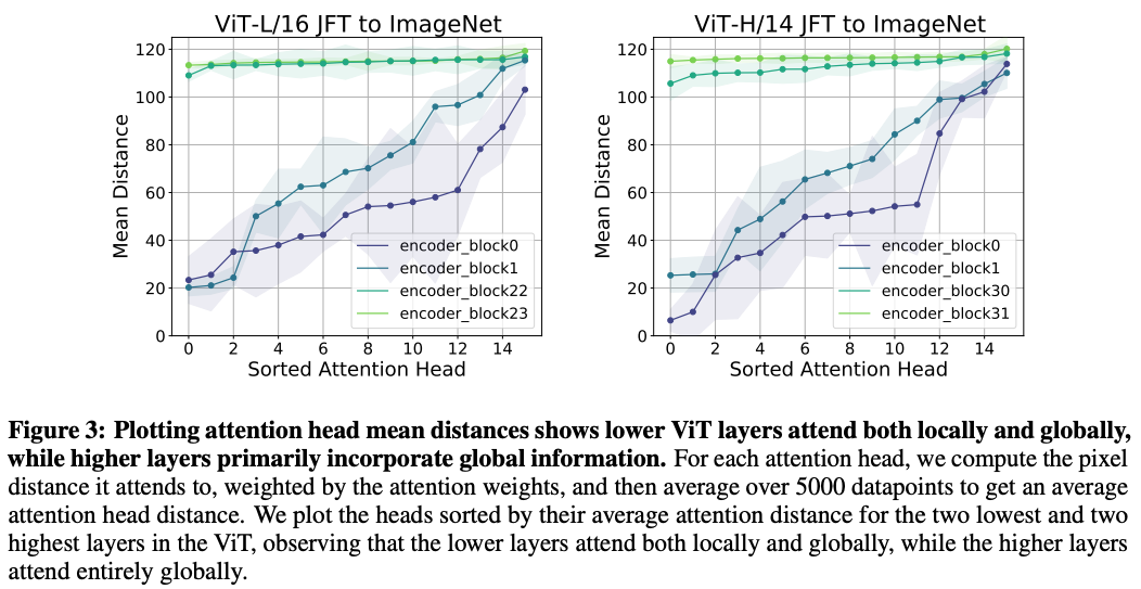 ViT attention span in lower vs., higher layers